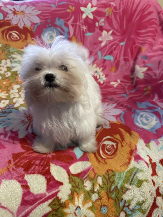 Maltańczyk piesek miniaturka XS