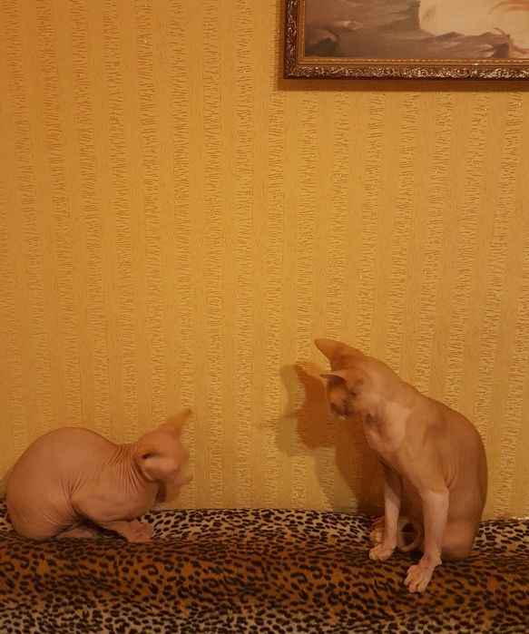 Вязка. Сфинкс канадский .