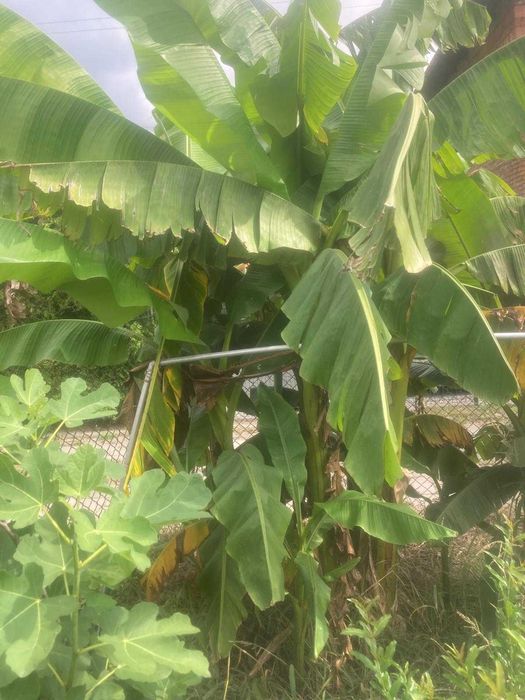 Bananowiec mrozoodporny Musa