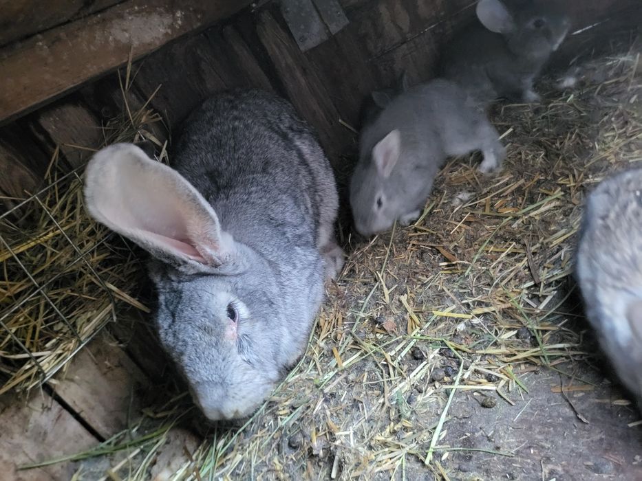 Mlode króliki  po olbrzymie