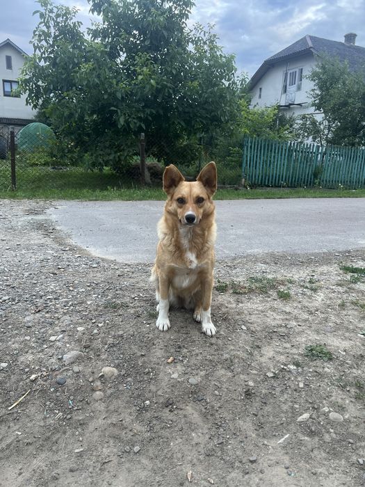 Віддам в добрі руки