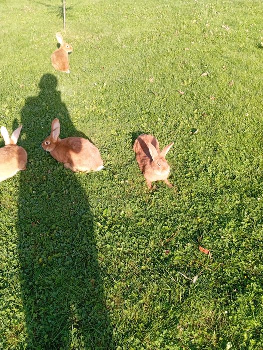 Samiczki burgundzkie