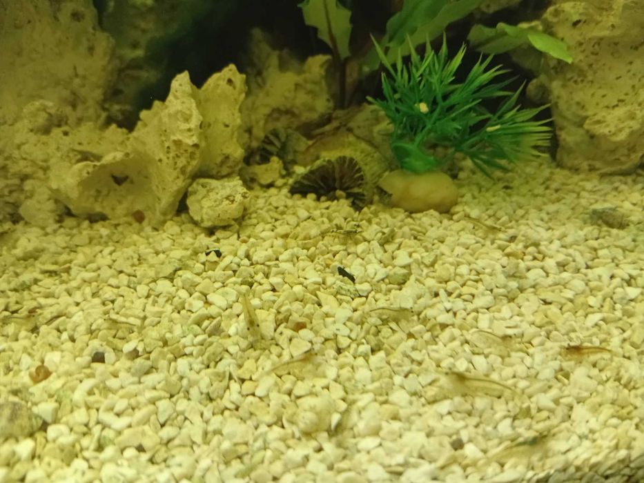 Акваріум з різними видами риб, рослин, креветок функціонує без світла