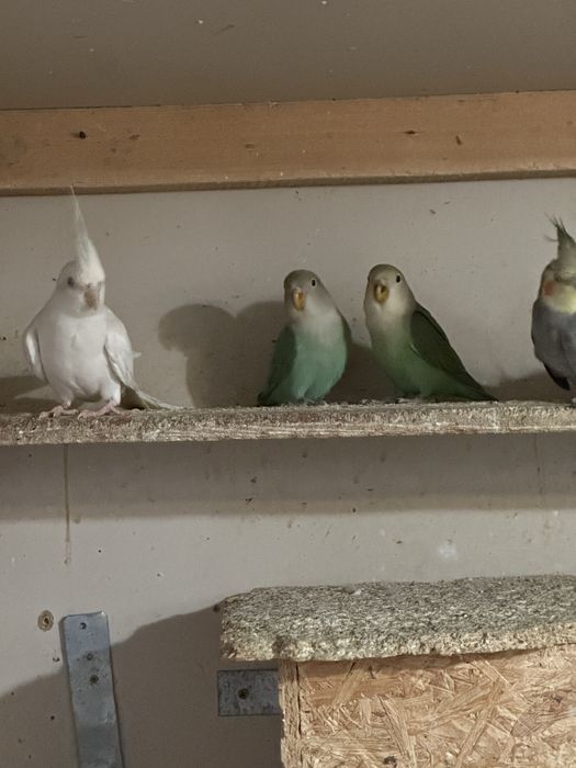 Papugi (faliste, nimfy, nierozłączki)