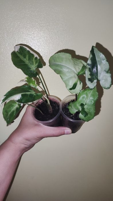 Сортові домашні Сингоніуми