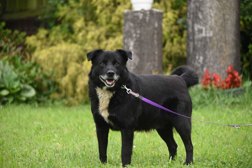 Vigo - pies szuka domu