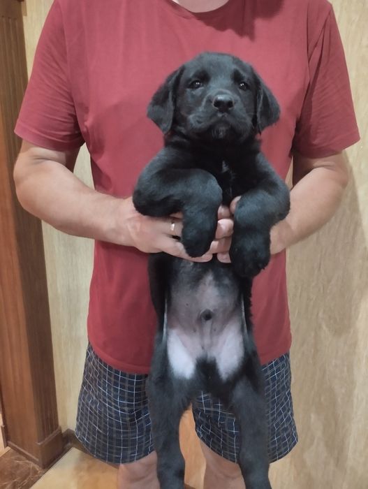 Цуценята Чорного Лабрадора