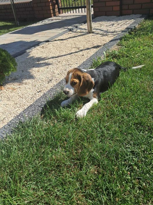 Uroczy Beagle - idealny towarzysz
