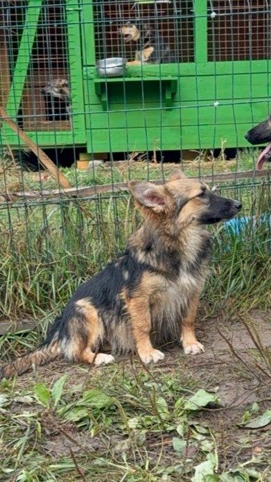 Чудесная небольшая собачка ищет дом