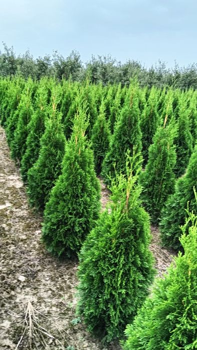 Sprzedam tuja szmaragd