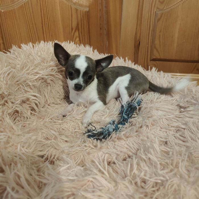Malutki piesek chihuahua 1.1 kg