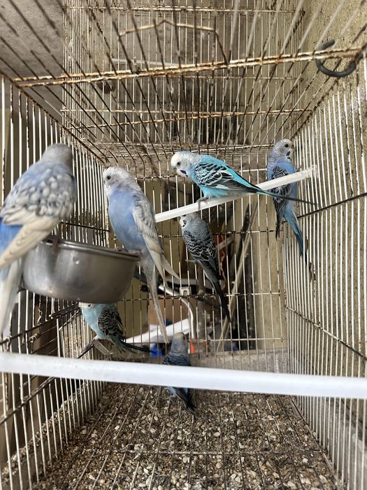 7 Periquitos Azuis e Cinzentos