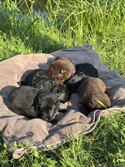 цуценята німецької вівчарки
