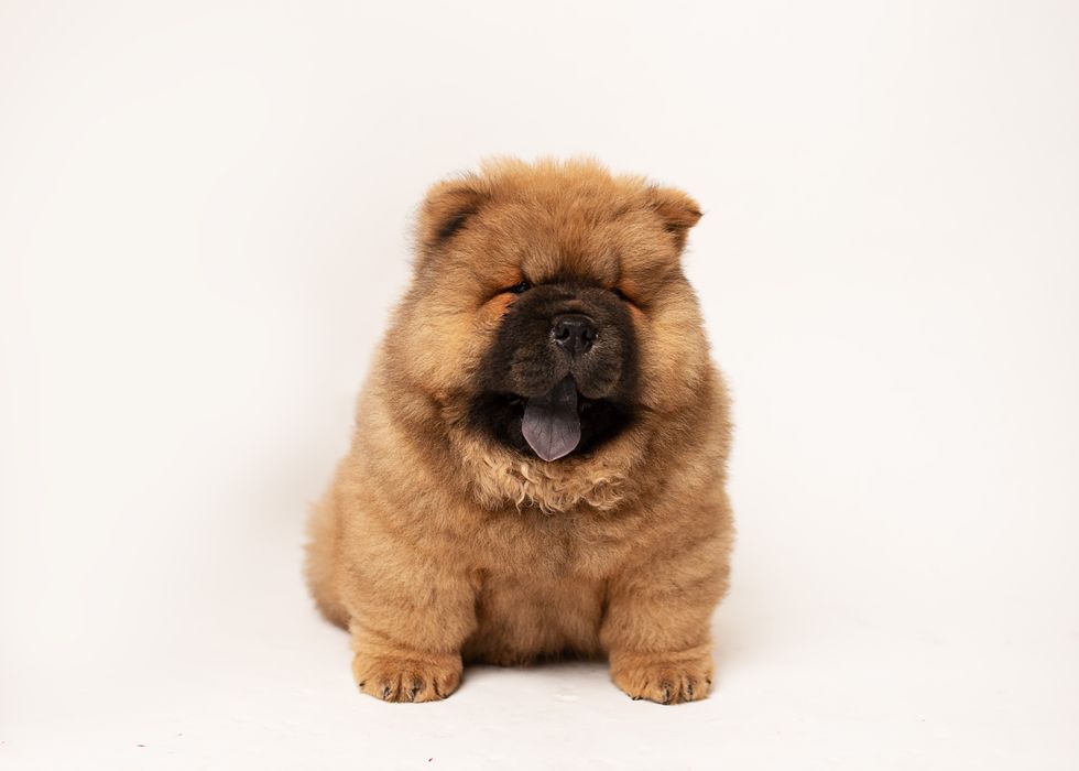 Chow -Chow FCI/ZKwP