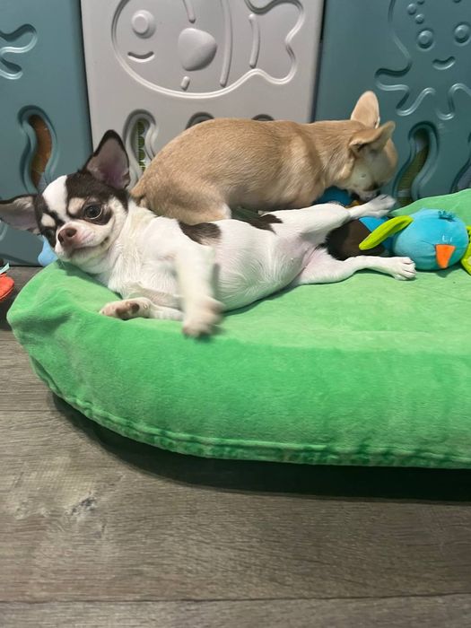 Дівчинка,біло- шоколадна"хаскі".Д.н.17.08.25