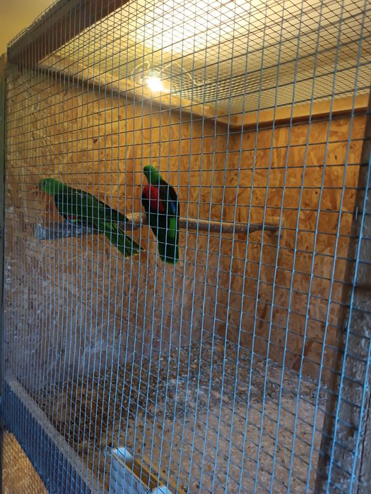 Sprzedam papugi faliste