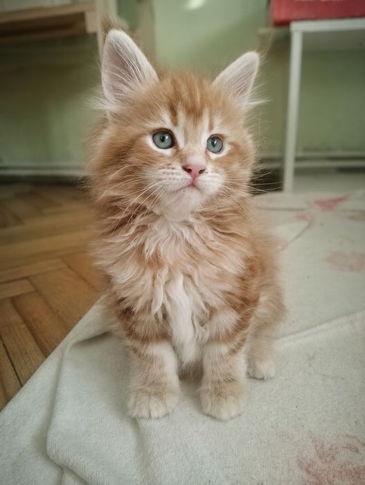 Котята мейн-кун, девочки, 2 и 6 месяцев, рыжие и кофе с молоком