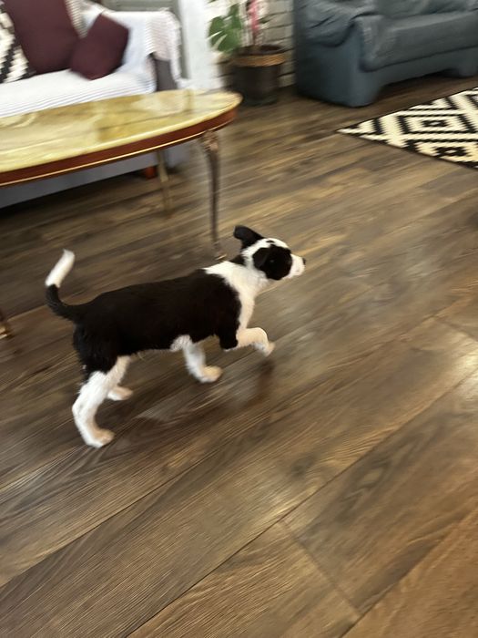 Терміново. Бордер коллі . Залишились два хлопчика