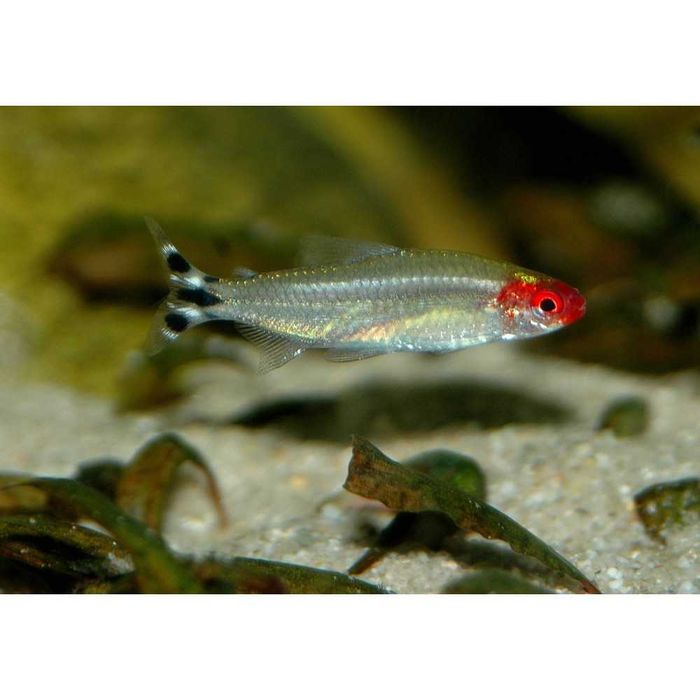 Zwinnik czerwonousty - Rodostomus