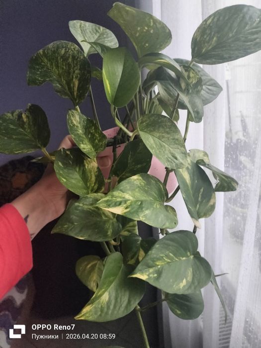 Епіпремнум, традесканції, сингоніум