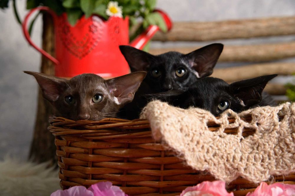 Ориентал, котята шоко и черные