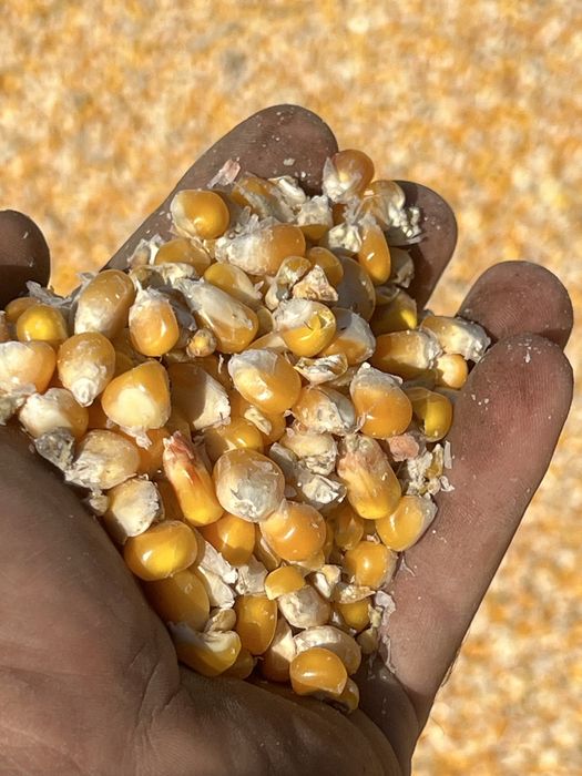 Wysłodka mokra kukurydza transport spakowanie młyn w rękaw pakowaczka