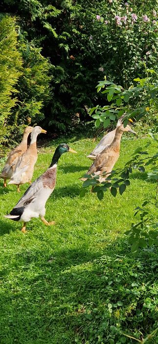 Kaczki biegus indyjski