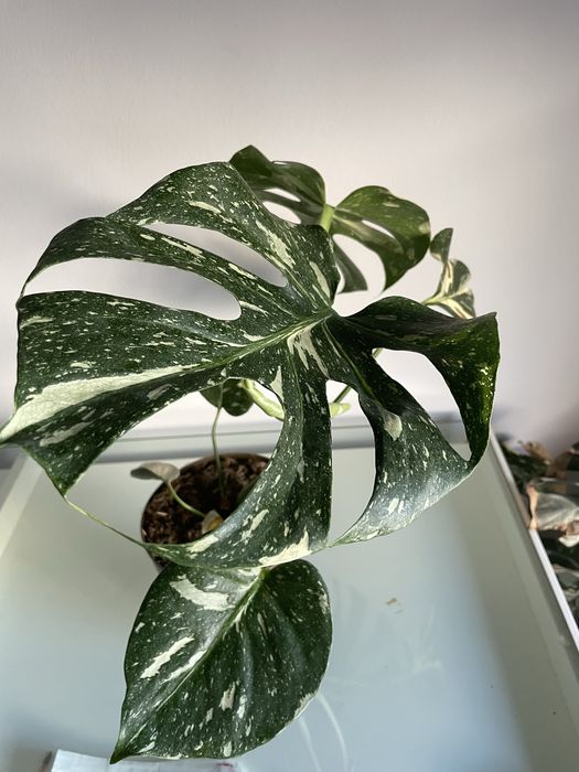 Monstera Thai Constelllation