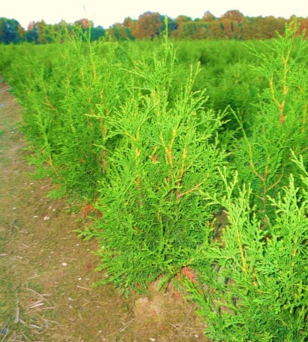 Tuja 120 CM Brabant Tuje Thuja Promocja Gęste