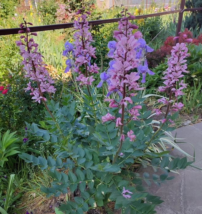 Пропоную квіти мого саду