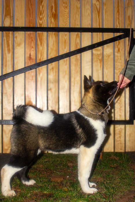 Szczeniczka rasy American Akita UKU (FCI)