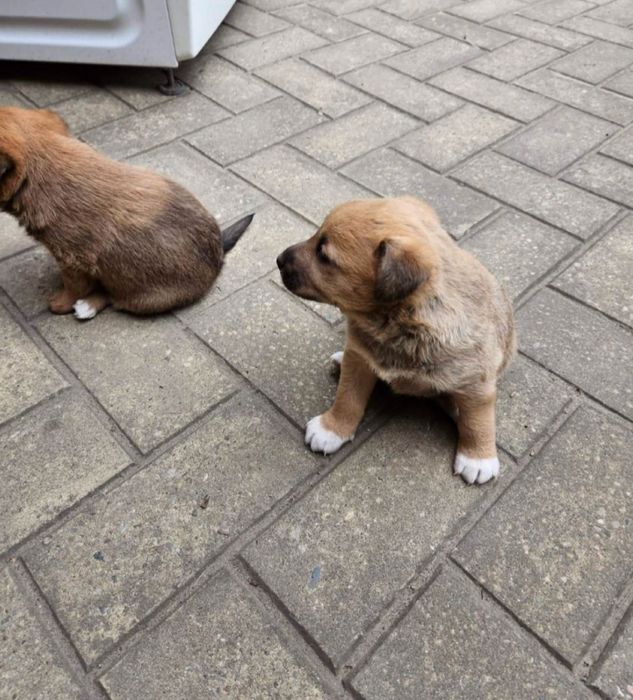 Szczeniaki szukają domów