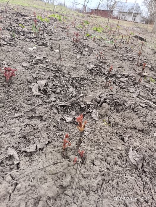Деревовидний піон