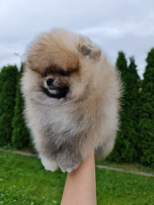 Szpic Miniaturowy