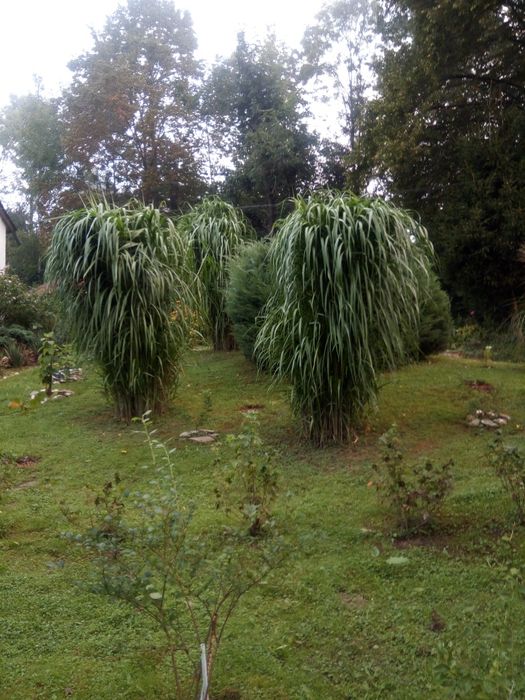 Trawa ozdobna Miscant Giganteus