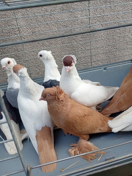 Gołębie ozdobne krymki i mewki pawiki
