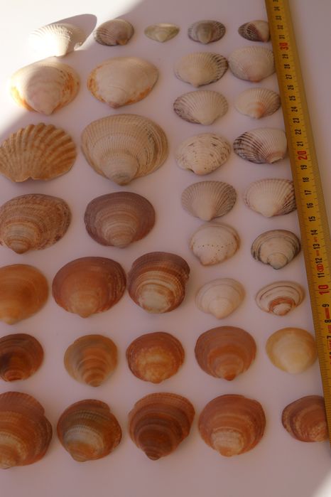 Conjunto pack 36 conchas do mar Algarve