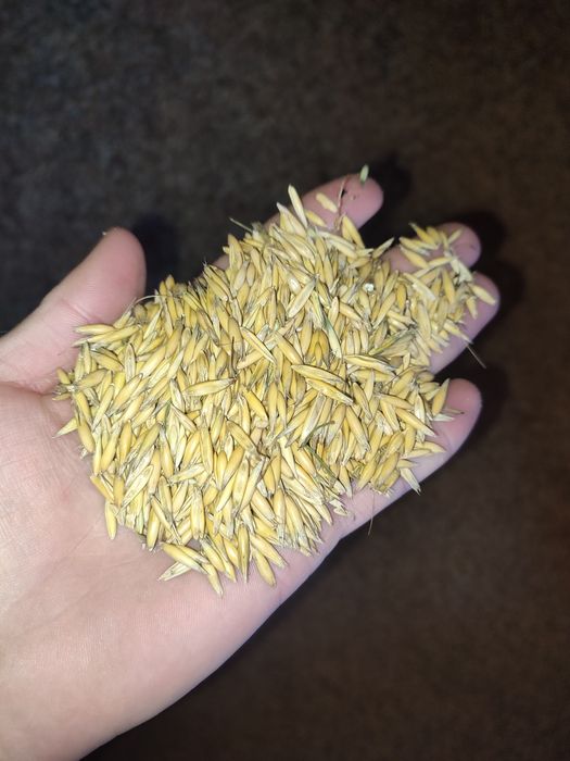 Продам овес 2025 року