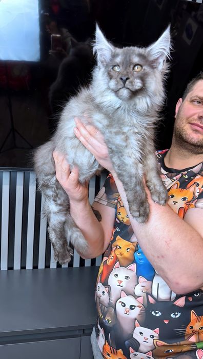 Мейн кун хлопчик  чорний  дим шадет