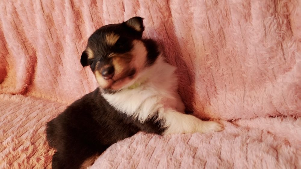 Owczarek Szkocki Collie Długowłosy Suczka FCI