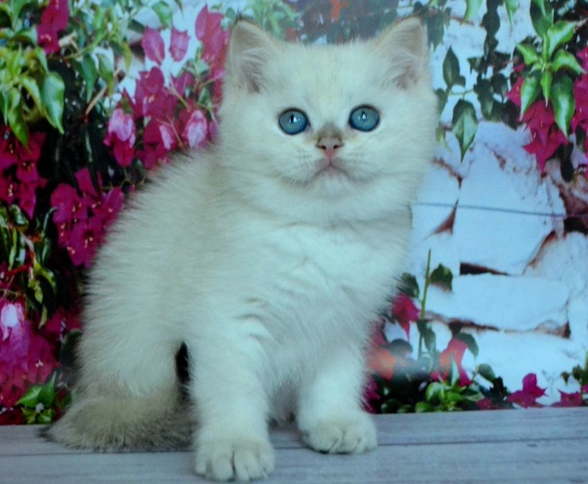 Британские котята из питомника