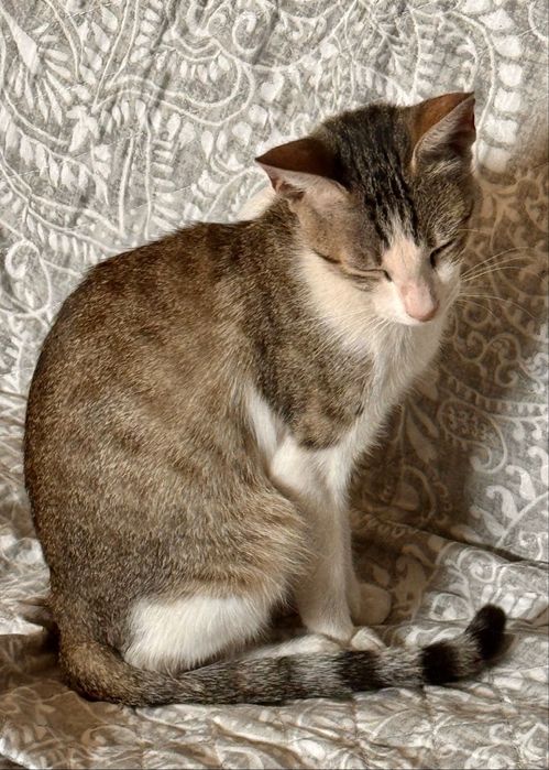 Gatinha para adoção responsável