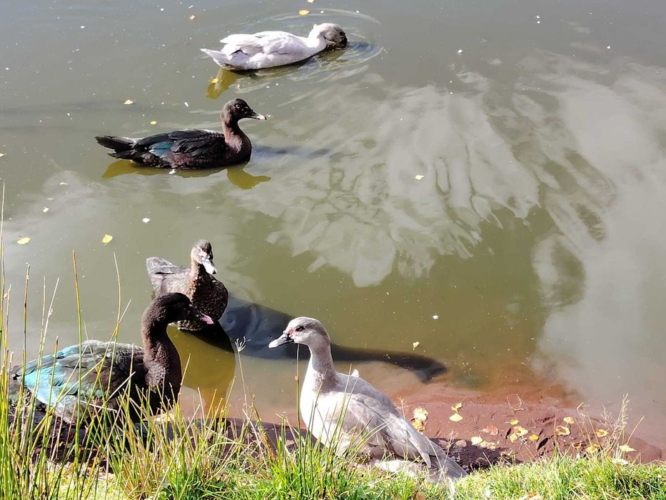 kaczory piżmowe jednolite