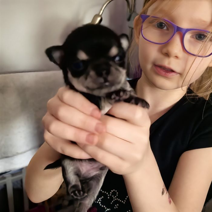 Chihuahua. Śliczny mini tricolor.