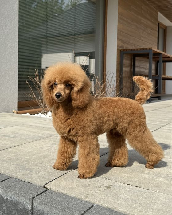 Pudel  Miniaturka  Red Brown Dziewczynka