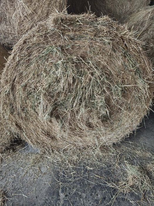 Siano . Dobrej jakości.