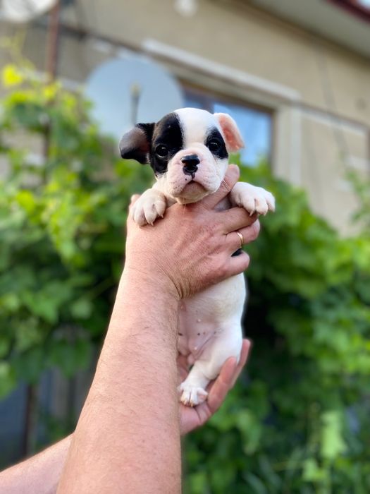 Французький бульдог