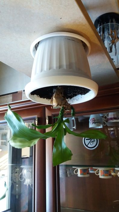 Драцена, фікус -дерево щастя, красиво, подарунок на довгі роки.