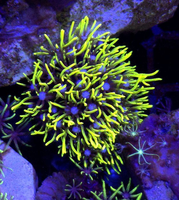 Trawka Pachyclavularia Ultra Yellow FLUOLAMPS WYSYLKI