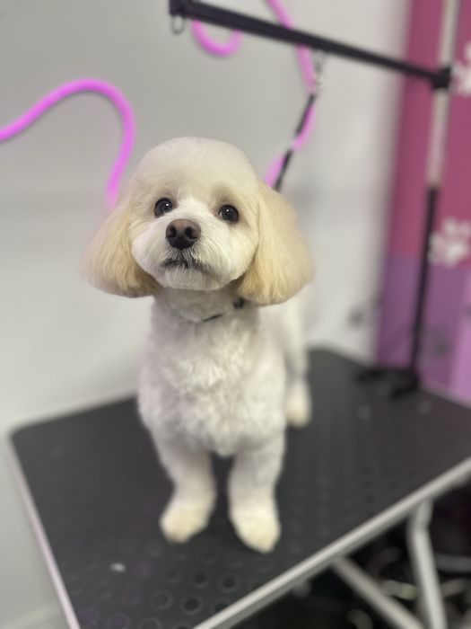 Грумінг Грумер Аліна Стрижка собак та котів Грумер Вишгород